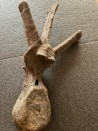 dinosaure VERTEBREA: TRICERATOPS HORRIDUS