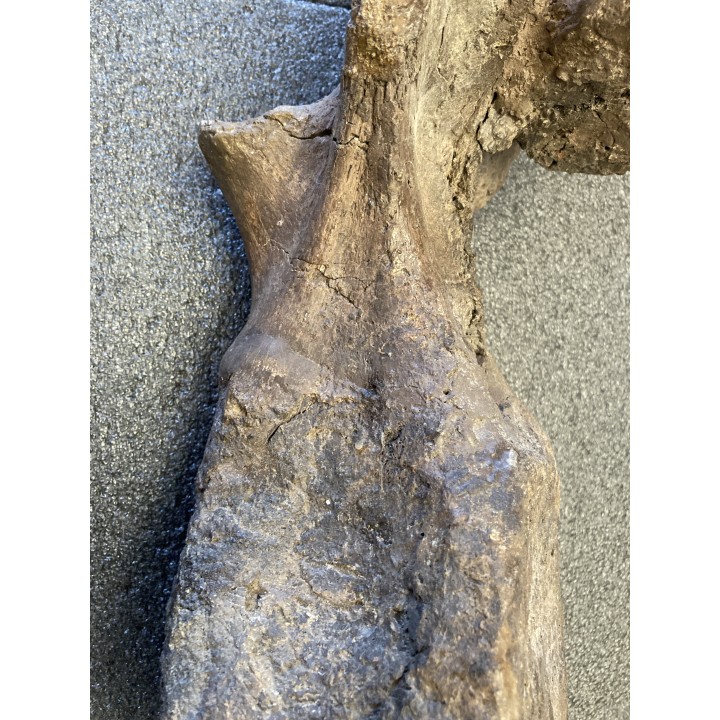 VERTEBRE de dinosaure TRICERATOPS HORRIDUS - crétacé supérieur -  Montana