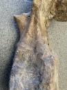 VERTEBRE de dinosaure TRICERATOPS HORRIDUS - crétacé supérieur -  Montana