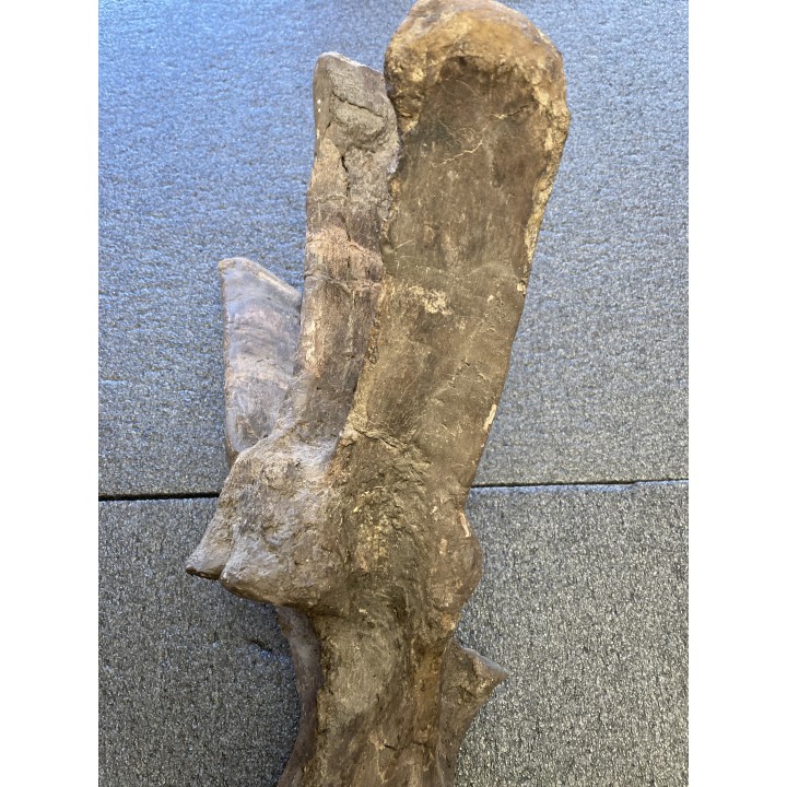 VERTEBRE de dinosaure TRICERATOPS HORRIDUS - crétacé supérieur -  Montana