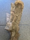 dinosaure VERTEBREA: TRICERATOPS HORRIDUS