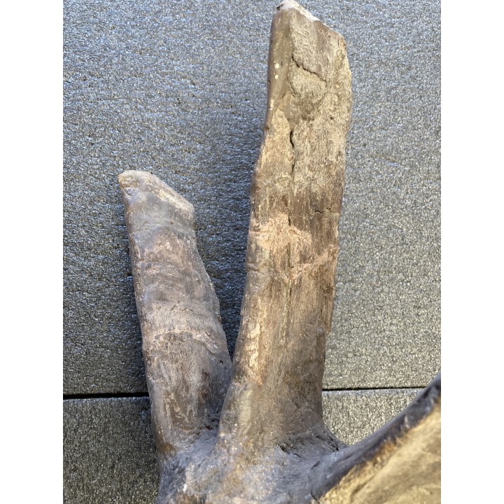 dinosaure VERTEBREA: TRICERATOPS HORRIDUS
