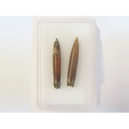 belemnite NEOHIBOLITES STROMBECKIFORMIS (4)