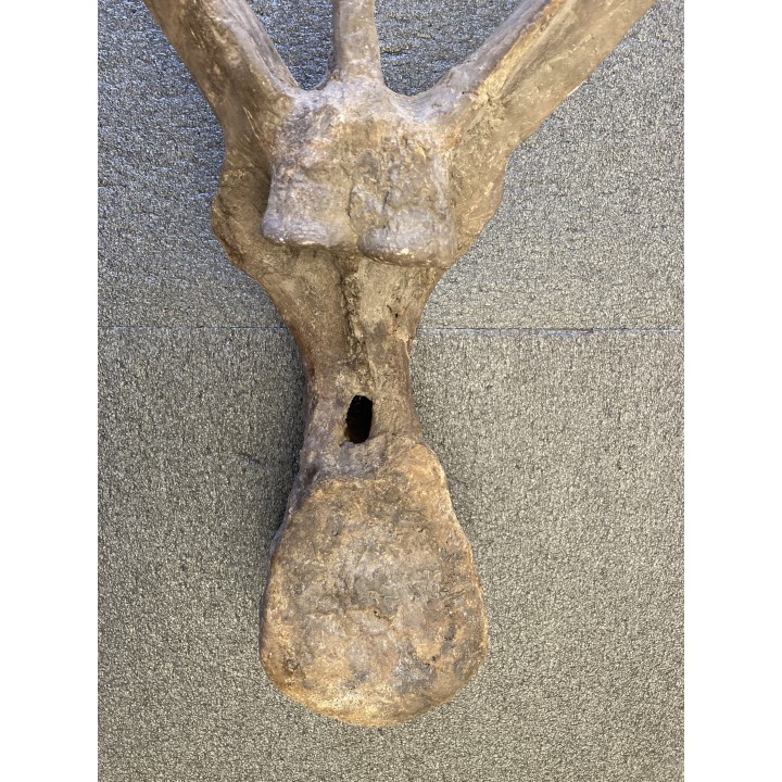 VERTEBRE de dinosaure TRICERATOPS HORRIDUS - crétacé supérieur -  Montana