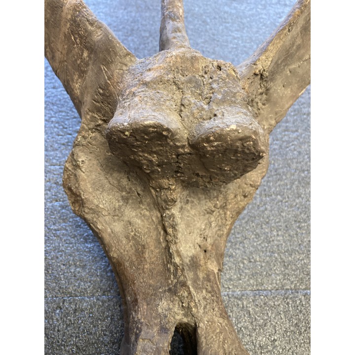 VERTEBRE de dinosaure TRICERATOPS HORRIDUS - crétacé supérieur -  Montana