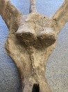VERTEBRE de dinosaure TRICERATOPS HORRIDUS - crétacé supérieur -  Montana