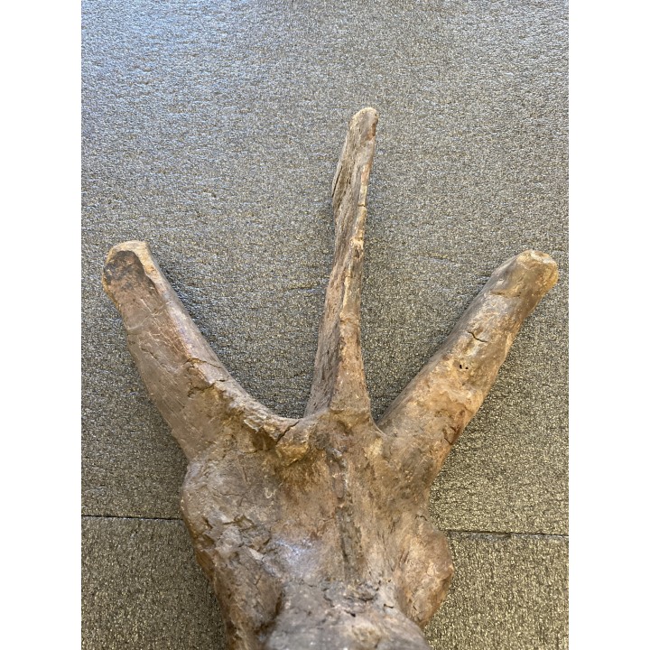 VERTEBRE de dinosaure TRICERATOPS HORRIDUS - crétacé supérieur -  Montana