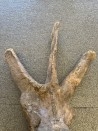 VERTEBRE de dinosaure TRICERATOPS HORRIDUS - crétacé supérieur -  Montana