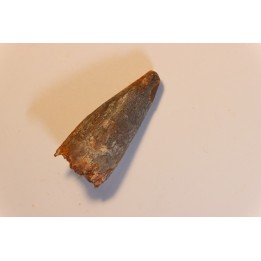 dent de dinosaure SPINOSAURUS AEGYPTIACUS