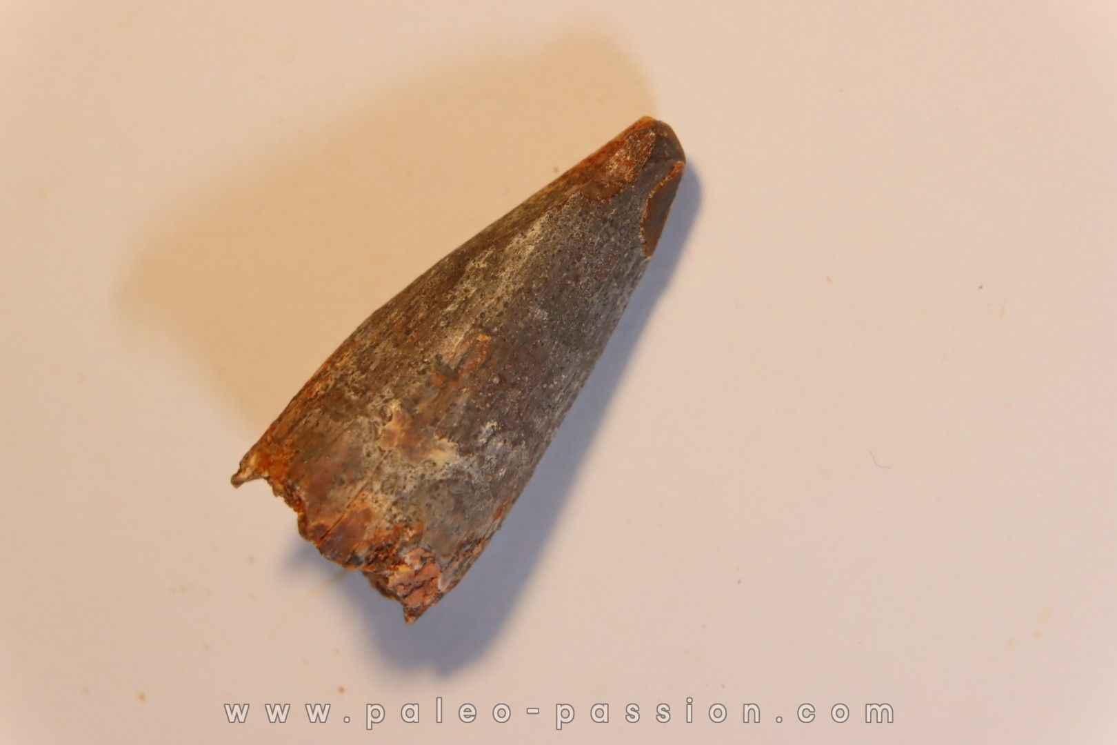 SPINOSAURUS AEGYPTIACUS