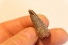 dent de dinosaure SPINOSAURUS AEGYPTIACUS