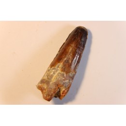 SPINOSAURUS AEGYPTIACUS