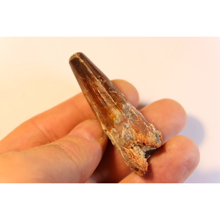dent de dinosaure SPINOSAURUS AEGYPTIACUS