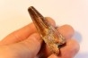 dent de dinosaure SPINOSAURUS AEGYPTIACUS