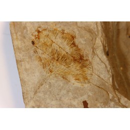 Ginkgo biloba - Eocene - British Colombia - Canada