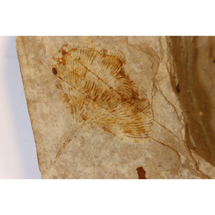 Ginkgo biloba - Eocene - British Colombia - Canada