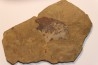 Ginkgo biloba - Eocène - Colombie-Britanique - Canada