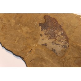 Ginkgo biloba - Eocene - British Colombia - Canada