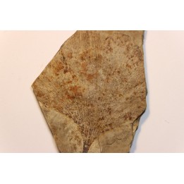 Ginkgo biloba - Eocene - British Colombia - Canada
