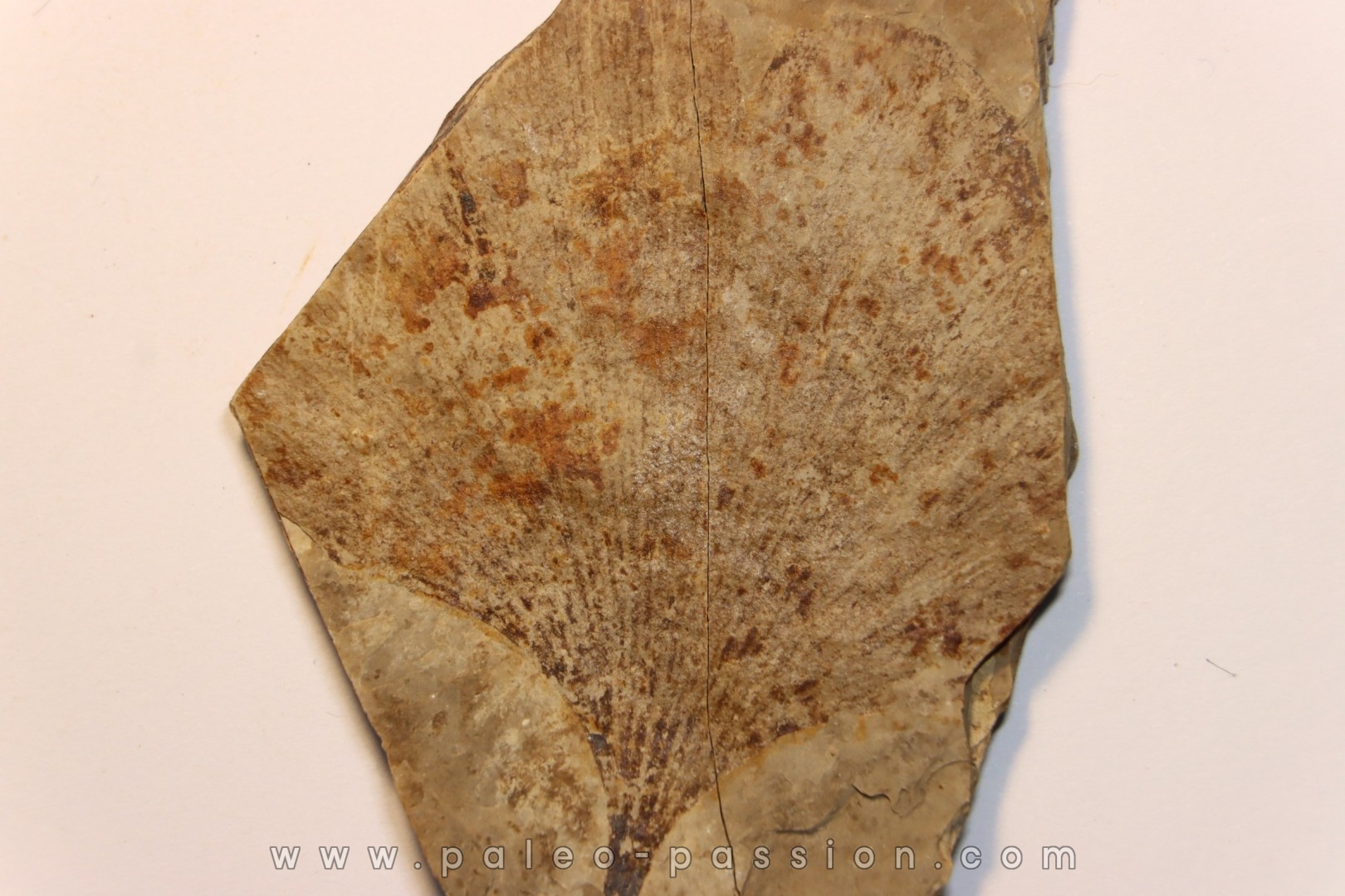 Ginkgo biloba - Eocène - Colombie-Britanique - Canada