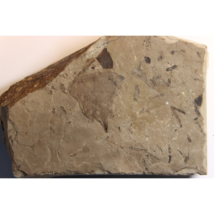 Ginkgo biloba - Eocene - British Colombia - Canada