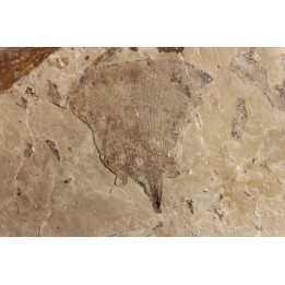Ginkgo biloba - Eocene - British Colombia - Canada