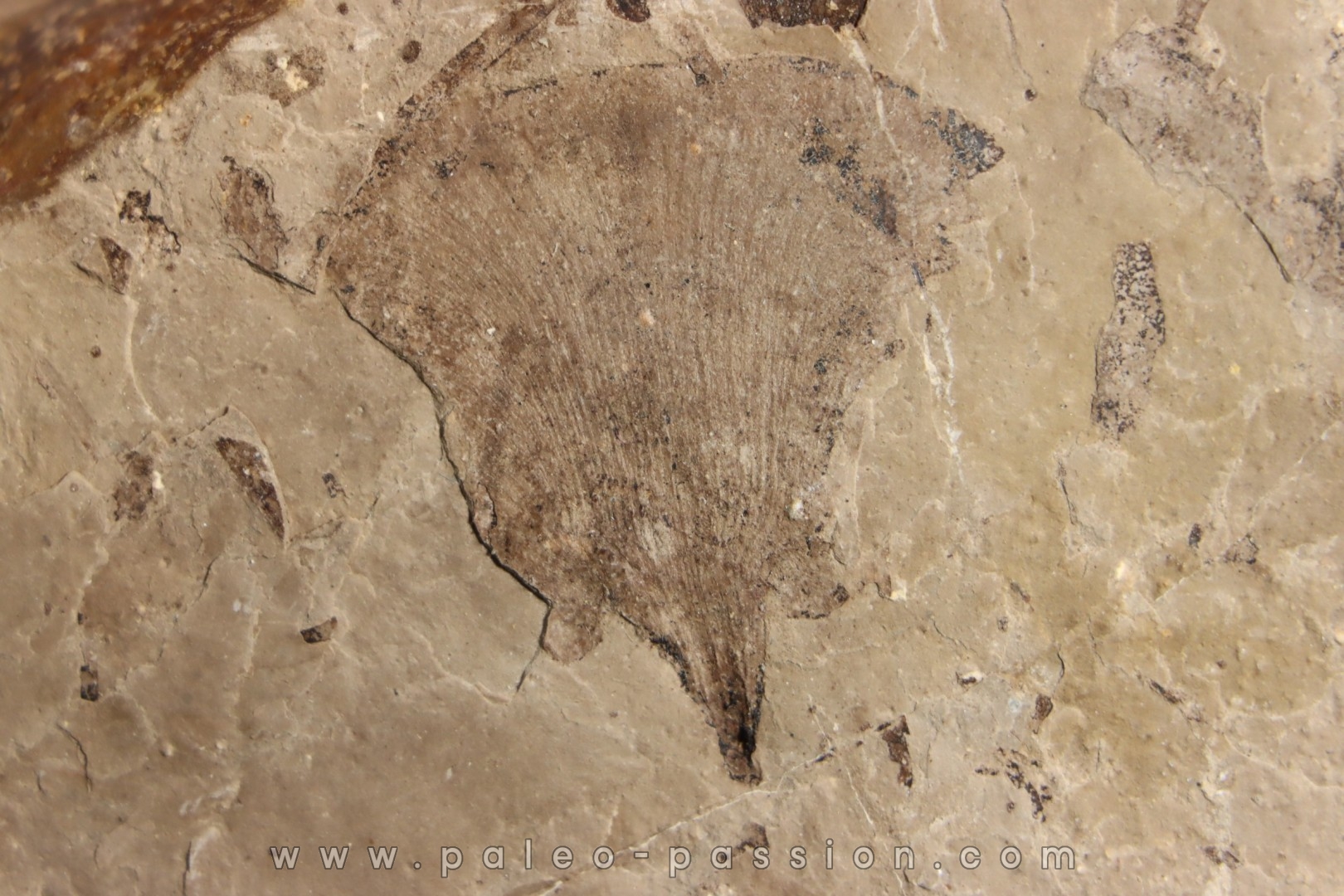 Ginkgo biloba - Eocene - British Colombia - Canada