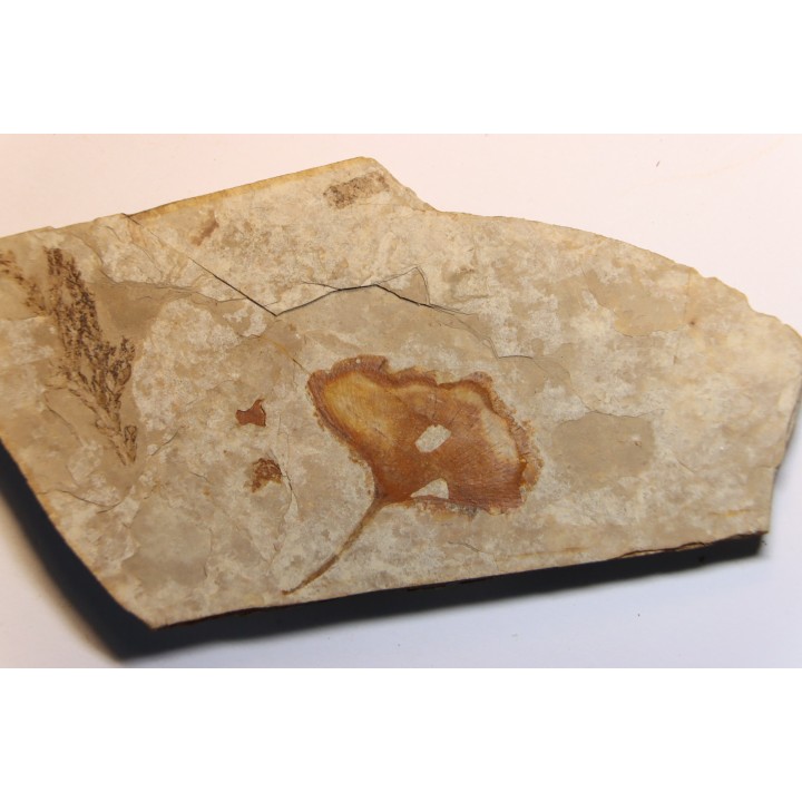 Ginkgo biloba - Eocene - British Colombia - Canada