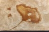 Ginkgo biloba - Eocène - Colombie-Britanique - Canada