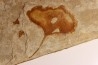 Ginkgo biloba - Eocene - British Colombia - Canada