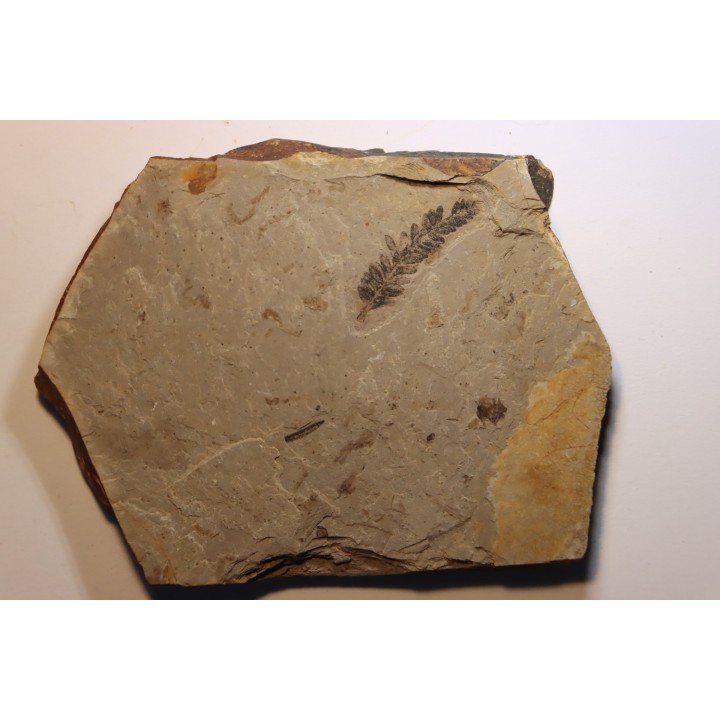 Metasequoia - Eocene - Colombie-Britanique - Canada