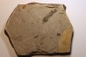 Metasequoia - Eocene - British Colombia - Canada