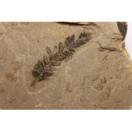 Metasequoia - Eocene - Colombie-Britanique - Canada