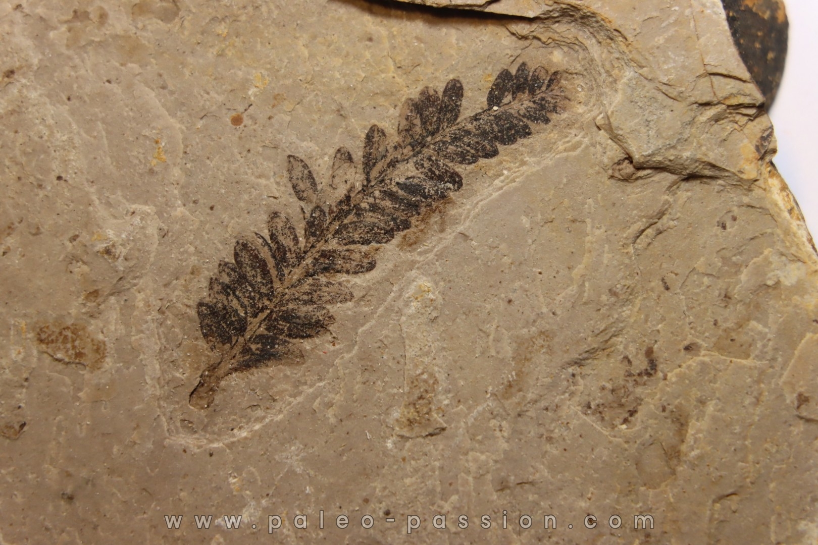 Metasequoia - Eocene - Colombie-Britanique - Canada