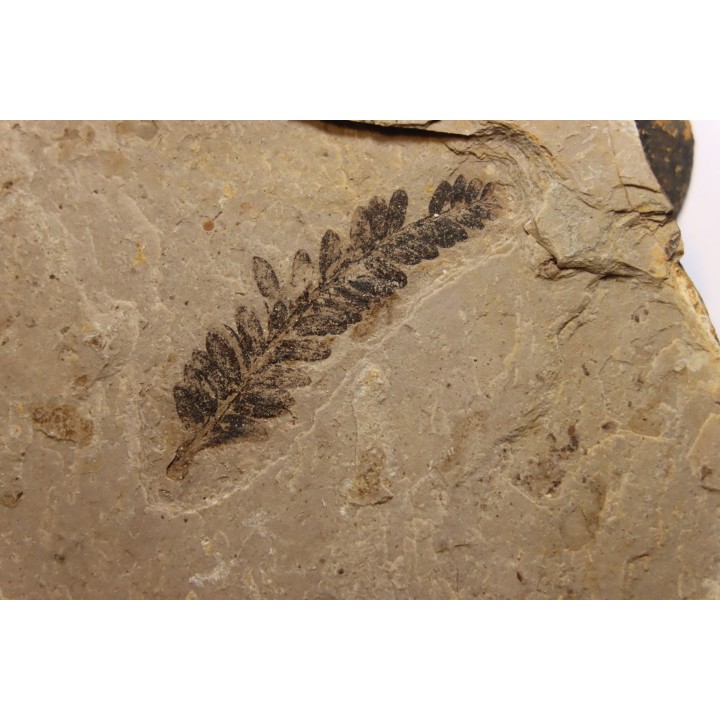 Metasequoia - Eocene - British Colombia - Canada