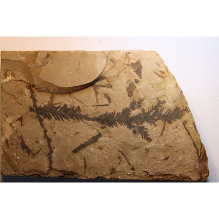 Metasequoia - Eocene - British Colombia - Canada