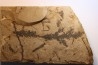 Metasequoia - Eocene - British Colombia - Canada