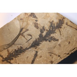 Metasequoia - Eocene - Colombie-Britanique - Canada
