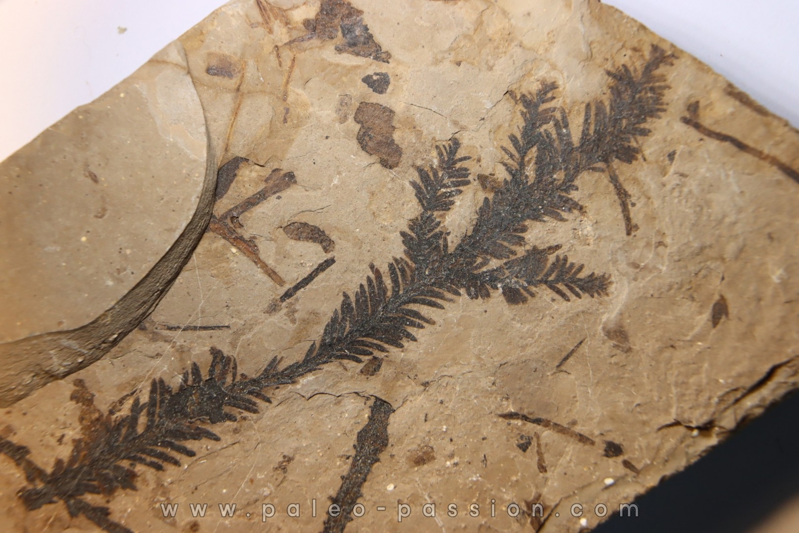 Metasequoia - Eocene - Colombie-Britanique - Canada
