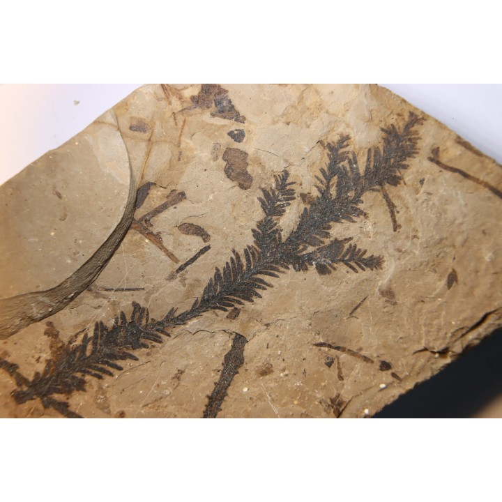 Metasequoia - Eocene - British Colombia - Canada