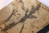 Metasequoia - Eocene - Colombie-Britanique - Canada
