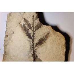 Metasequoia - Eocene - British Colombia - Canada
