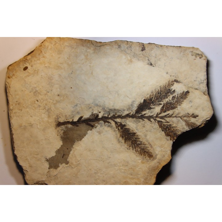 Metasequoia - Eocene - British Colombia - Canada