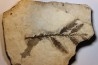 Metasequoia - Eocene - British Colombia - Canada
