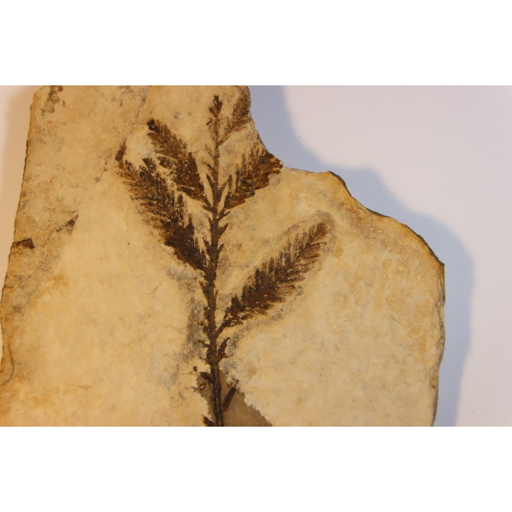 Metasequoia - Eocene - British Colombia - Canada