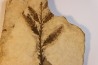 Metasequoia - Eocene - Colombie-Britanique - Canada