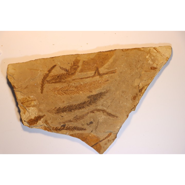 Metasequoia - Eocene - Colombie-Britanique - Canada