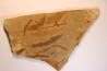 Metasequoia - Eocene - Colombie-Britanique - Canada