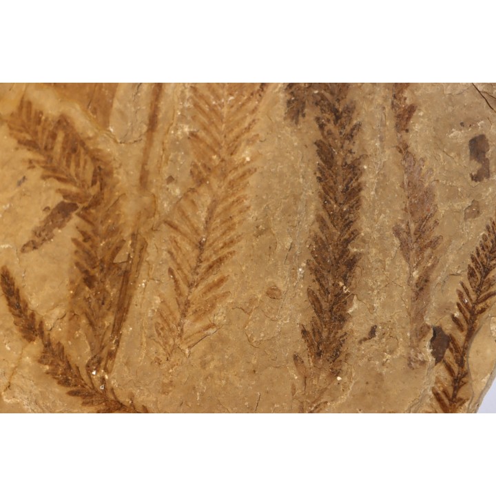 Metasequoia - Eocene - British Colombia - Canada