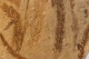 Metasequoia - Eocene - Colombie-Britanique - Canada